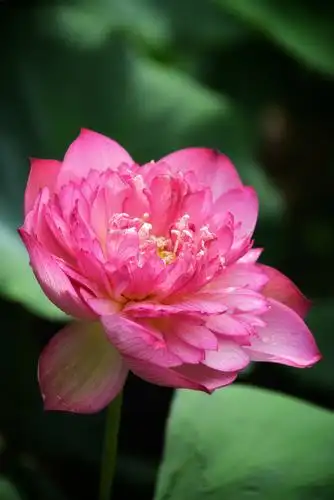 莲花山全国第34届荷花展观赏