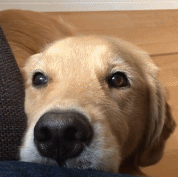 岛国网友eruna11家的大金毛maxine,天生喜欢趴腿撒娇,并且眼神极其