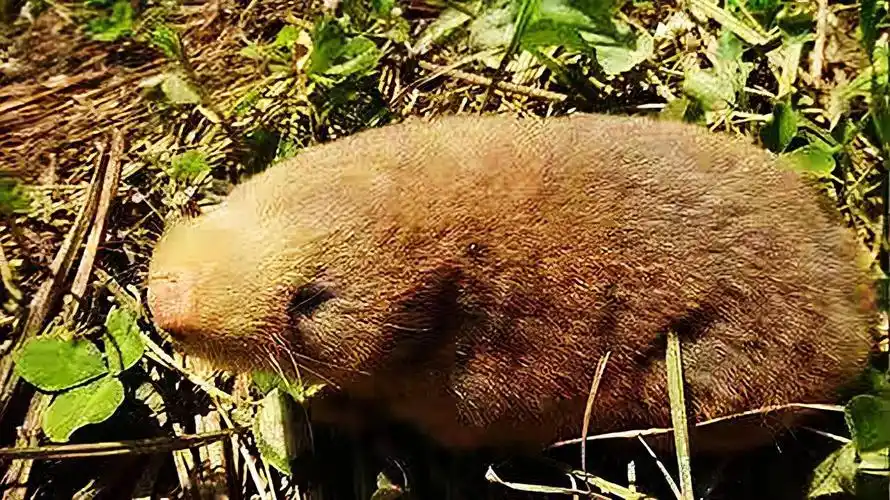 地羊对农田的破坏性很大,在农村如果谁家地里有几
