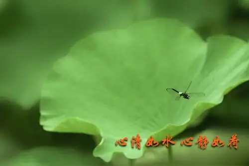 心清如水 心静如荷
