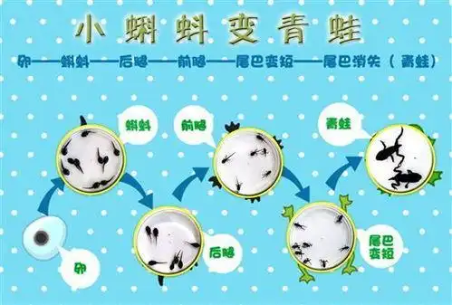 中班常识小蝌蚪变青蛙说课稿