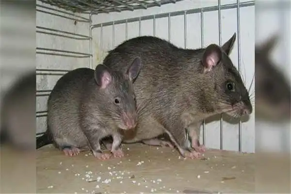 世界上最大的老鼠非洲巨颊囊鼠体长超过90厘米