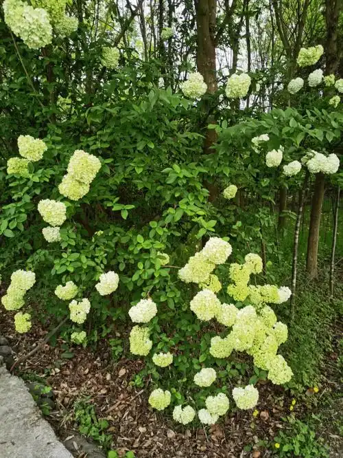 木本绣球太喜欢了