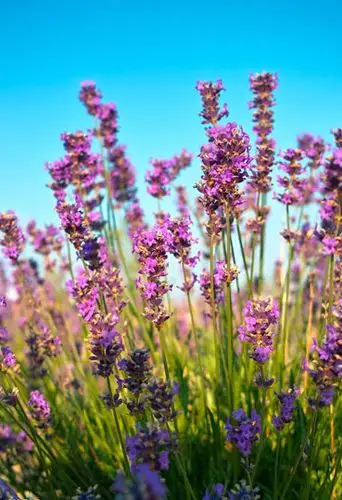 看遍野的薰衣草