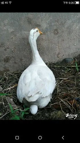 这是我第一次看见母鹅下蛋,让人多么激动.