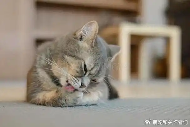 几招教大家如何认识和克服猫咪的焦虑情绪