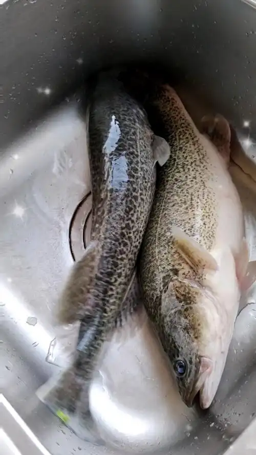 首吃世界最大的淡水鱼--澳洲国宝鱼--墨瑞鳕.