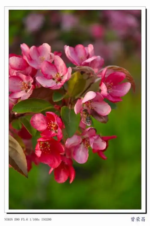 海棠系列6印第安魔力海棠