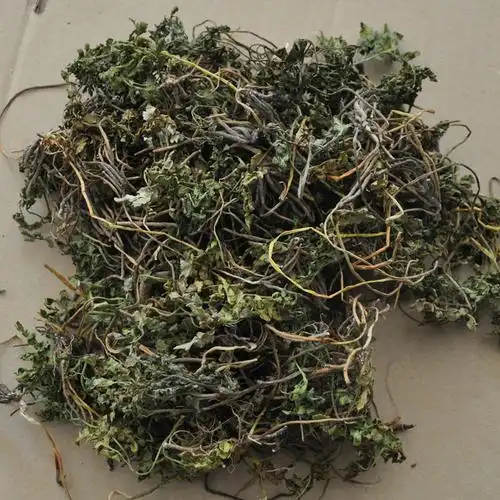 寿宁中药材野生小春花 蛇不见 独脚金鸡破天云 一