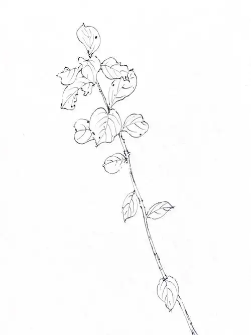 钢笔速写线稿小树叶