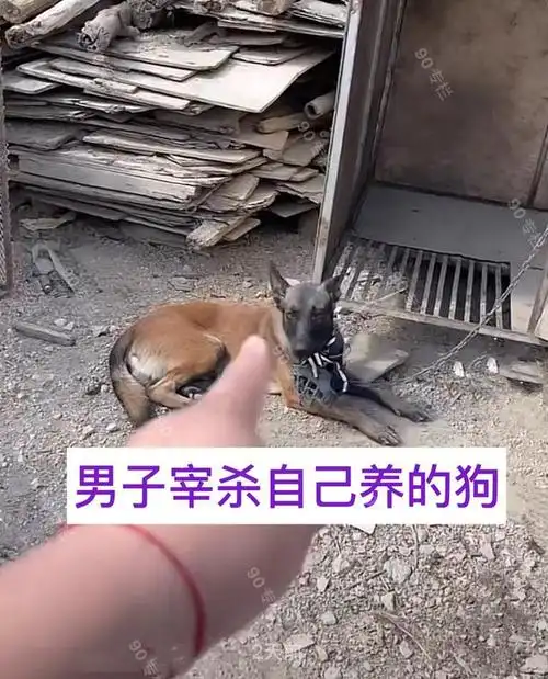 云南:男子将自己养的狗变成了一锅肉,网友强烈谴责,不能吃?