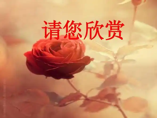 请您欣赏ppt