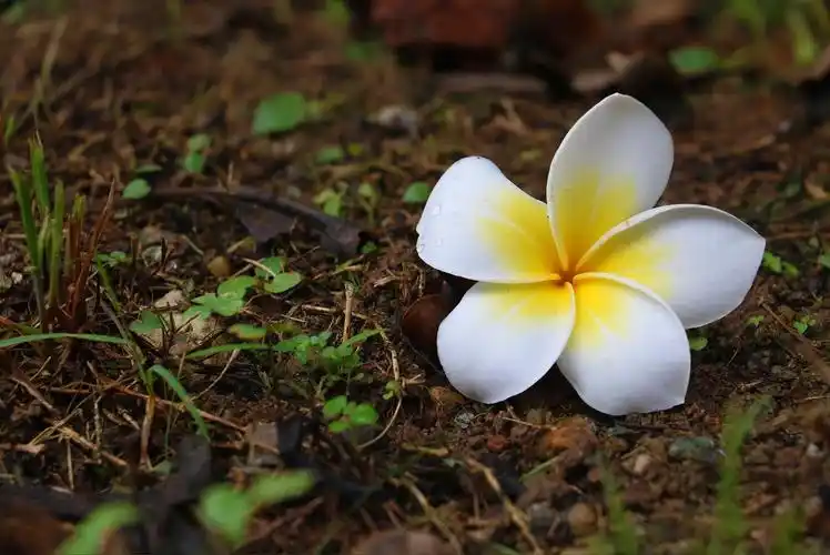 摄影作品—春天植物篇