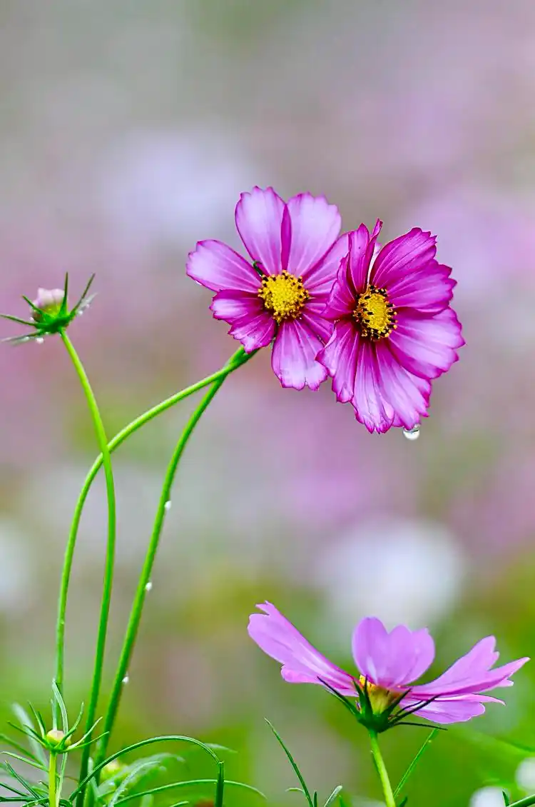 将种子和雪一起埋进土里,葬的是雪,种的是希望