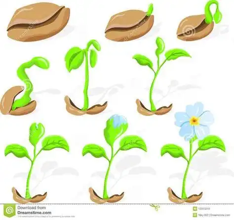 树种子在春天发芽的简笔画