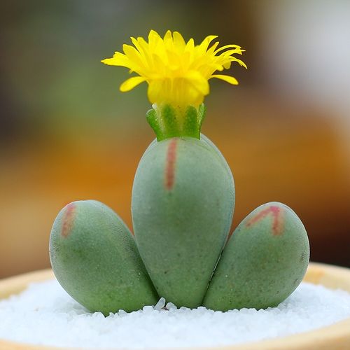 开花多肉植物【口笛 】多头群生带盆红边毛口笛肉锥含盆番杏肉肉