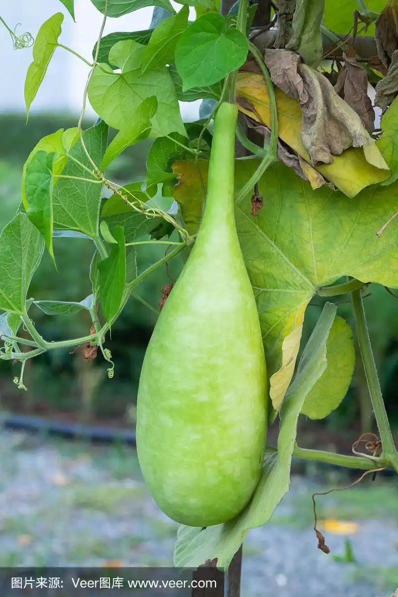 产于泰国的葫芦科植物(葫芦属)