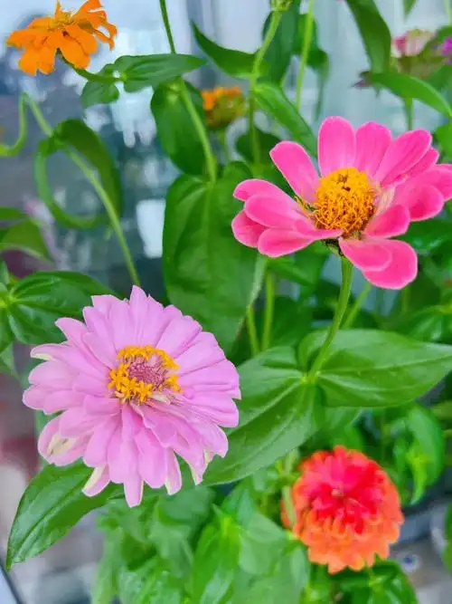 一定要种百日草花