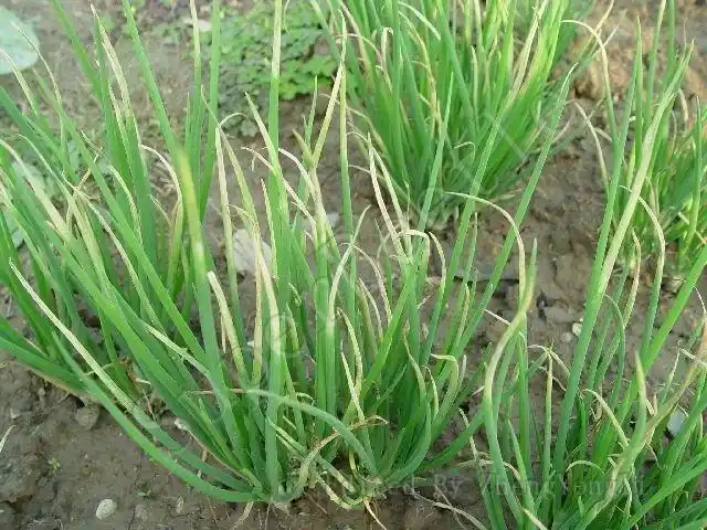 葱疫病田间危害状