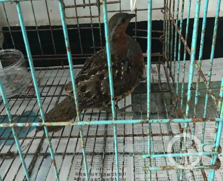 男子播放雌竹鸡求偶声诱捕雄鸡得手后仅十分钟自己也落网