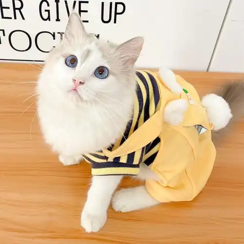 猫咪衣服防掉毛夏季宠物猫猫春秋蓝猫幼猫可爱狗宠物服装