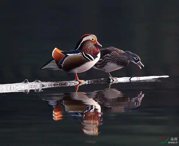 成双成对的鸳鸯