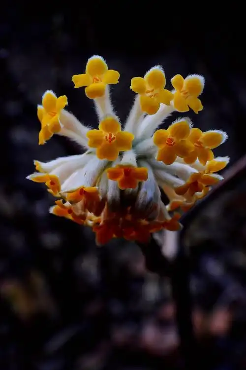 好漂亮的结香花,即将盛开