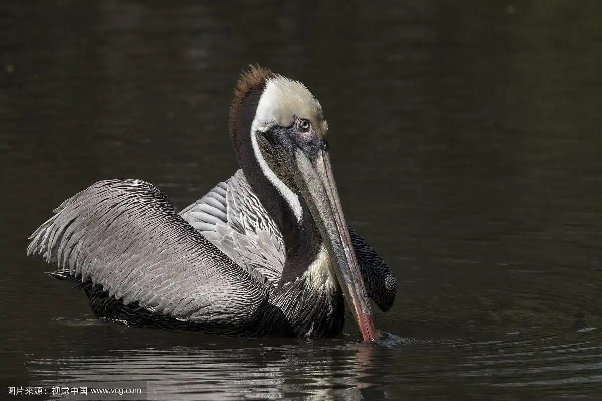 特写中的灰色鹈鹕