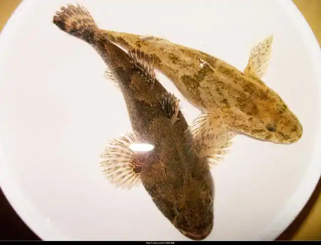 常见的属有乌塘鳢鱼属, 塘鳢鱼属,沙塘鳢鱼属,锯塘鳢鱼属,美塘鳢鱼属