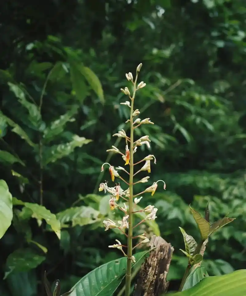 吊罗留给我的印象是茂盛的蕨类植物,随处可 - 抖音