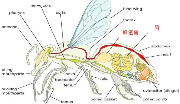 美味的蜂蜜,是蜜蜂吐还是……拉出来的?