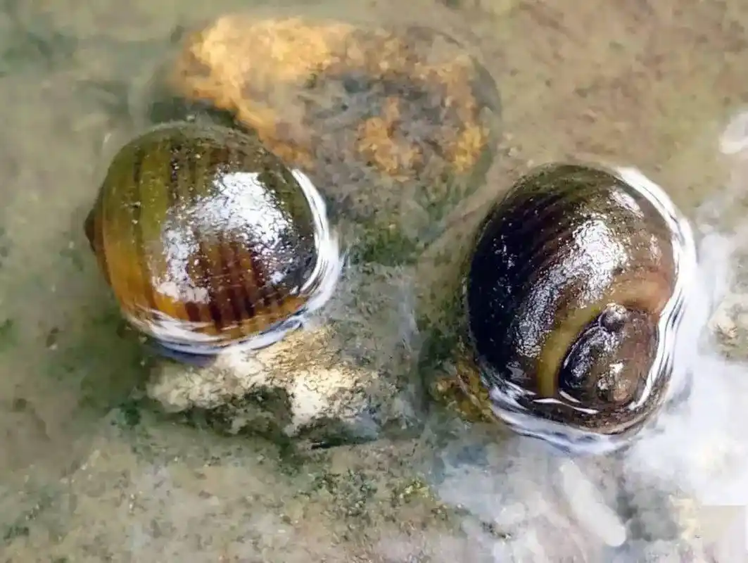 健康科普别误吃了暗藏杀机的福寿螺