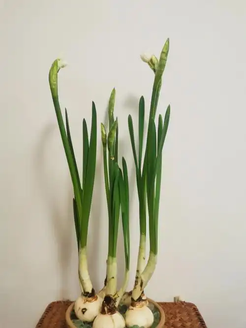 水培纸白洋水仙开花记录