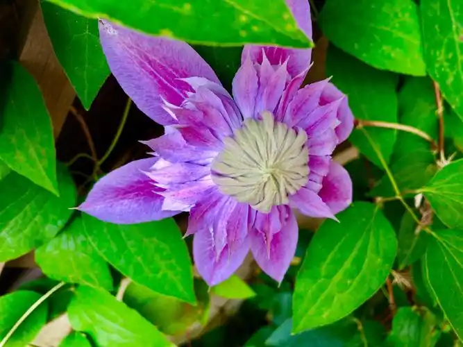 铁线莲 艳丽 藕荷色花瓣,誉为"藤本花卉皇后"之美称