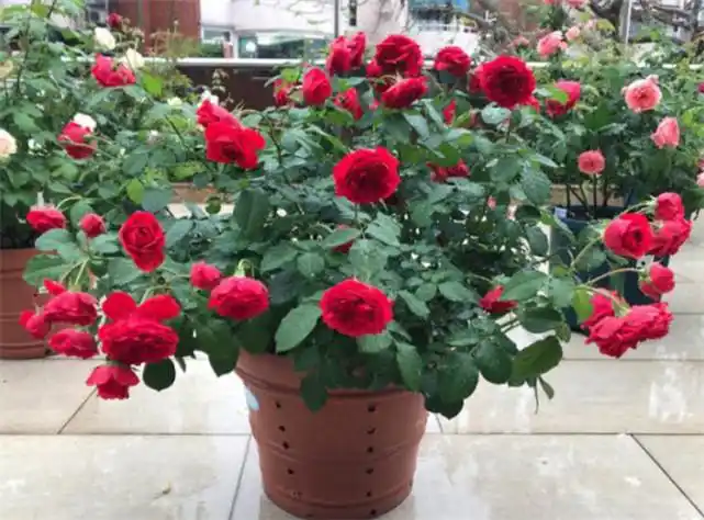 盆栽玫瑰花种植方法与技巧,总结实在,管用,适合新手来学习