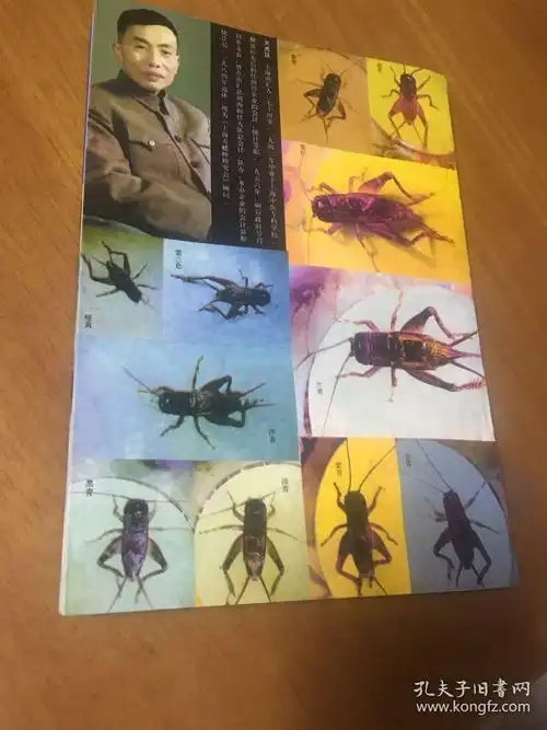 60年经验谈——蟋蟀的选,养,斗_火光汉_孔夫子旧书网
