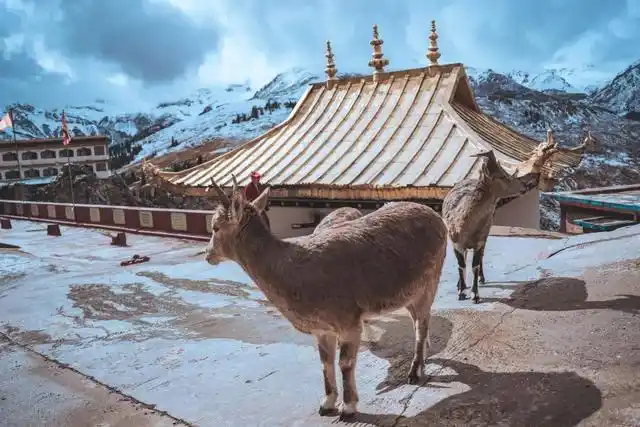 悬在峭壁之上的尕尔寺