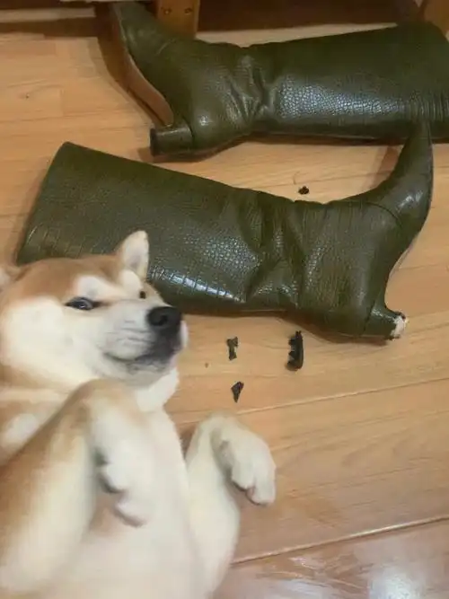 我家的逆子柴犬