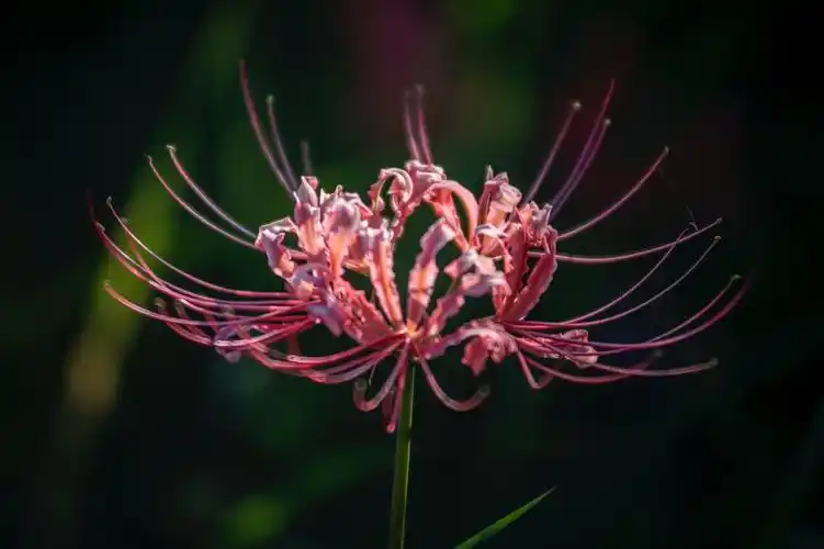 武汉东湖绿道上的一枝花