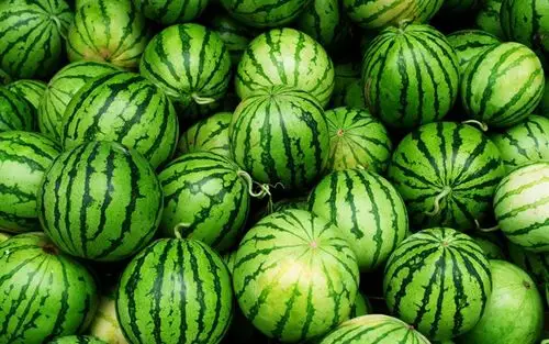 download wallpapers watermelons, fruit, watermelon, plant for