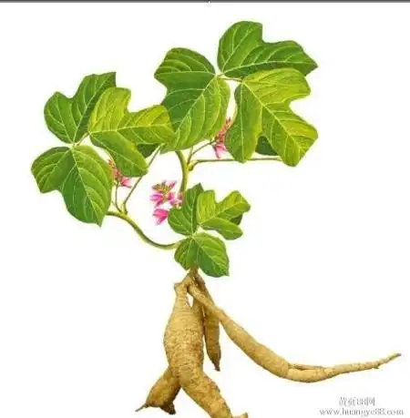 葛根黄酮的介绍