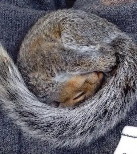 睡成一团的松鼠