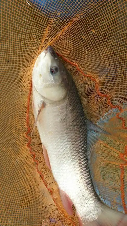 最近钓的土鲮鱼,码字麻烦,看图