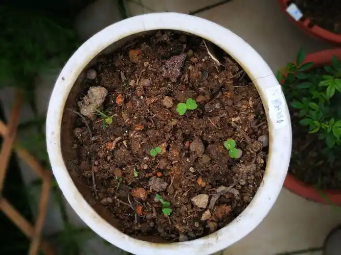 经过催芽的种子出苗很快,几天前种的旱金莲发芽了