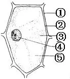 如图为植物细胞结构示意图
