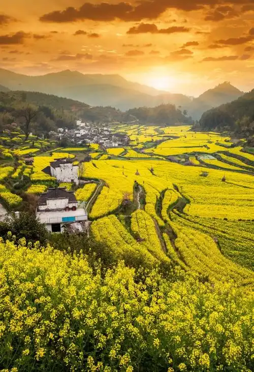 中国哪里的油菜花海最美?这篇文章告诉你