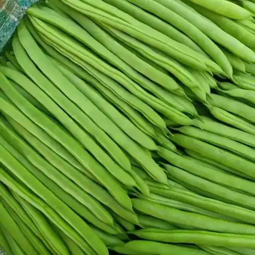 无筋四季豆四季豆我只做一级精品豆货不弯不大不小量大从优可以谈