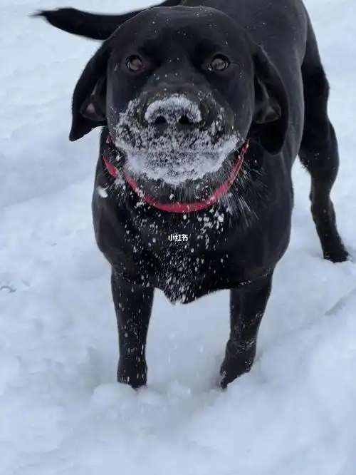 9896rmd 拉布拉多 免费领养 不得转卖!