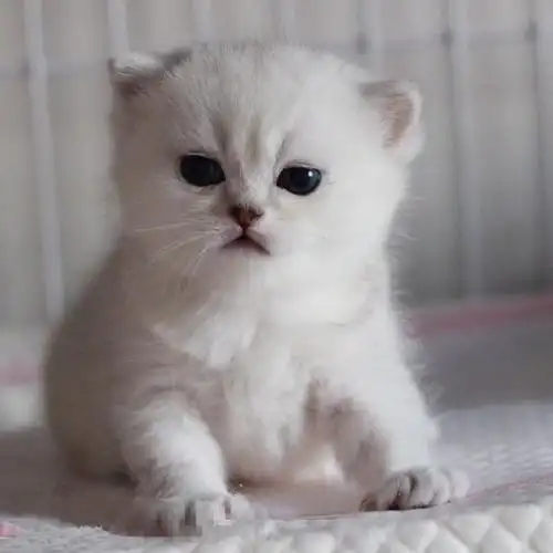 纯种英短银渐层幼猫折耳英国短毛猫矮脚小猫活物幼崽活体宠物猫咪