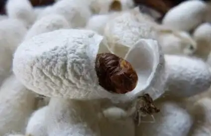 蚕吐丝被打断还会吐吗